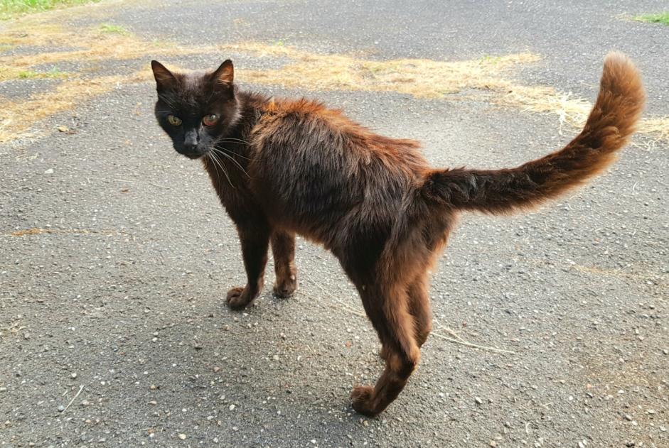 Discovery alert Cat  Male , 12 years Sallebœuf France