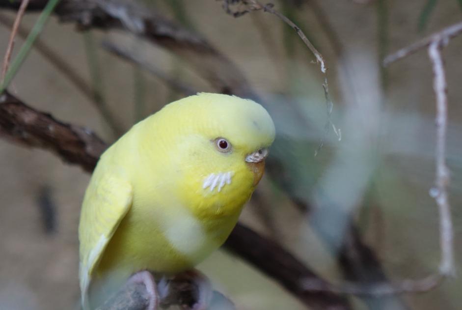 Discovery alert Bird Female La Tour-sur-Orb France