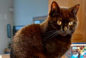 Disappearance alert Cat miscegenation Female , 3 years Zaventem Belgium