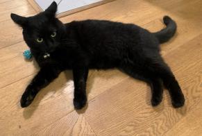 Disappearance alert Cat Male , 4 years Amsterdam Netherlands