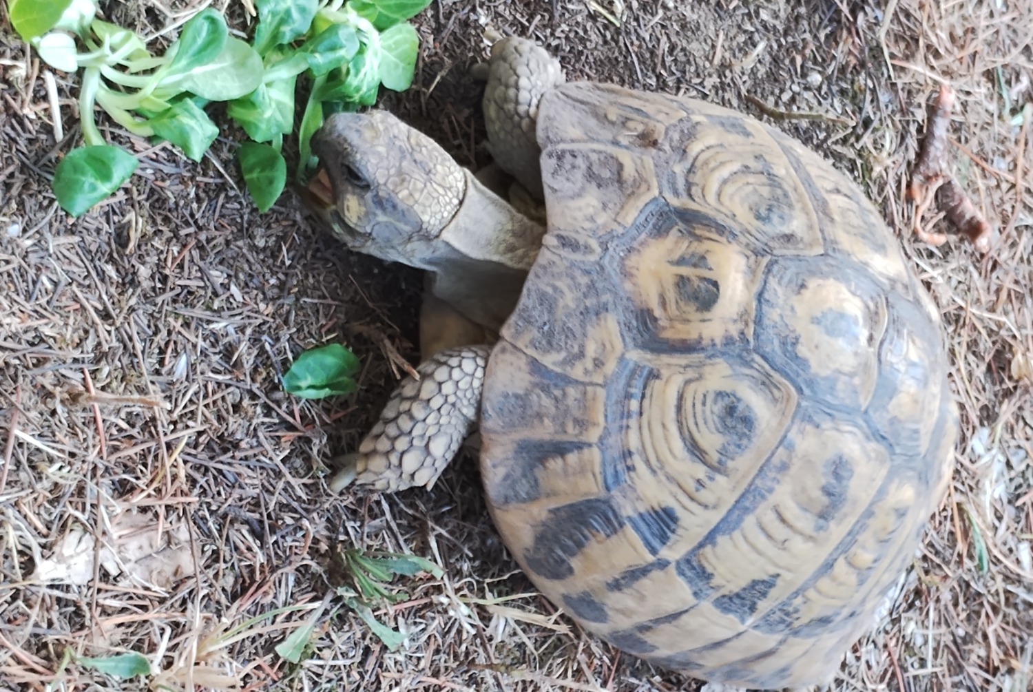 Disappearance alert Tortoise Female , 2024 years Parignargues France