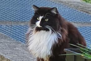 Disappearance alert Cat Male , 5 years Lausanne Switzerland