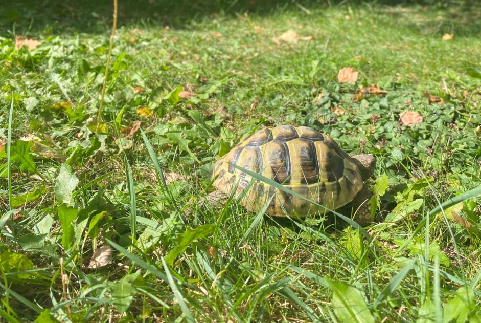 Disappearance alert Tortoise Female , 2024 years Martigny Switzerland