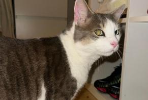 Discovery alert Cat Male Belmont-sur-Lausanne Switzerland