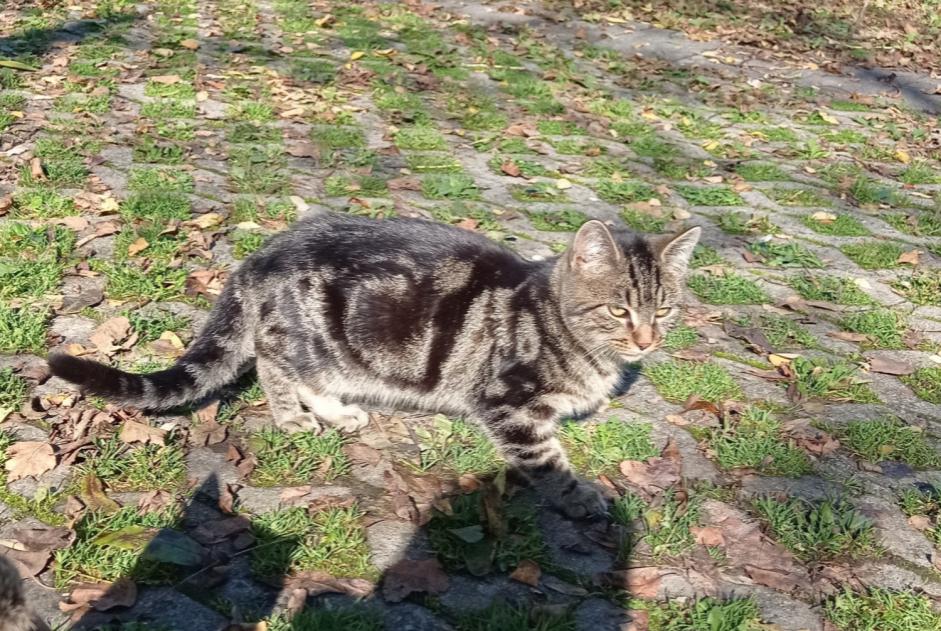 Discovery alert Cat Male , Between 1 and 3 months Fribourg Switzerland