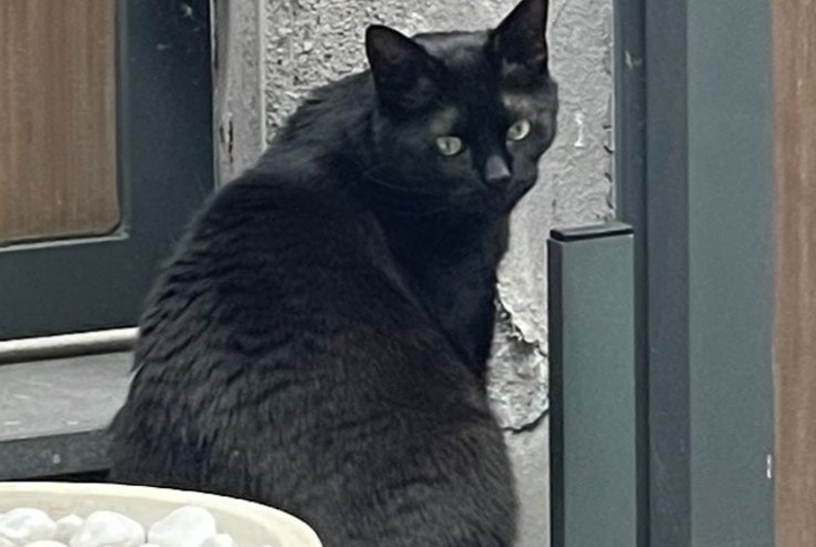 Disappearance alert Cat Male , 5 years Wezembeek-Oppem Belgium