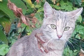 Discovery alert Cat Female Vevey Switzerland