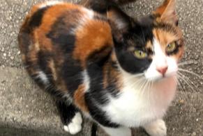 Discovery alert Cat  Female Noyon France