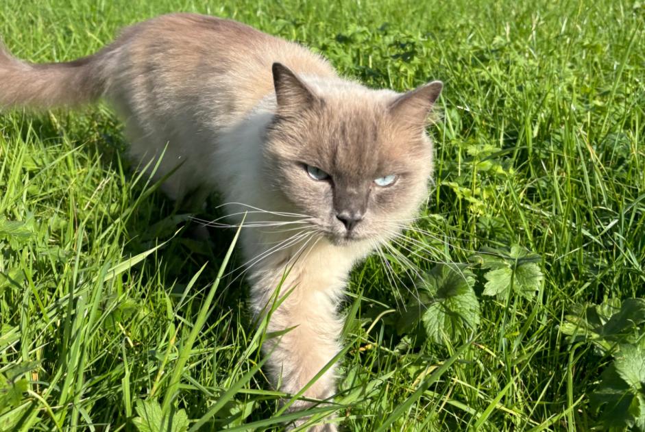 Disappearance alert Cat  Male , 2 years Luxembourg Luxembourg