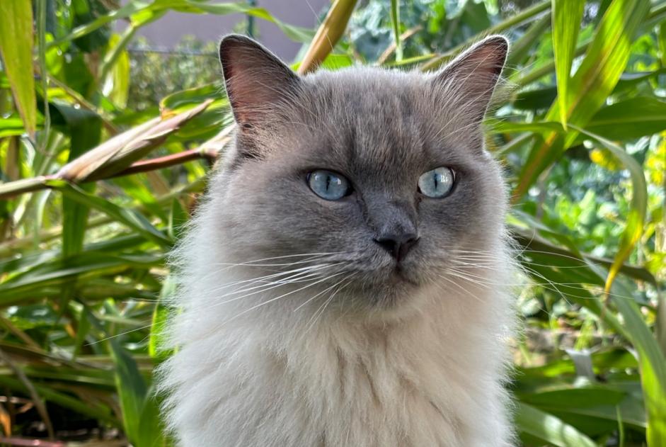 Disappearance alert Cat  Male , 2 years Luxembourg Luxembourg