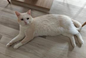 Disappearance alert Cat  Male , 4 years Sion Switzerland