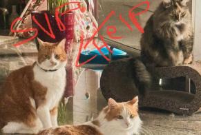 Disappearance alert Cat miscegenation Male , 9 years Lausanne Switzerland