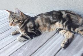 Disappearance alert Cat Male , 2 years Estavayer Switzerland