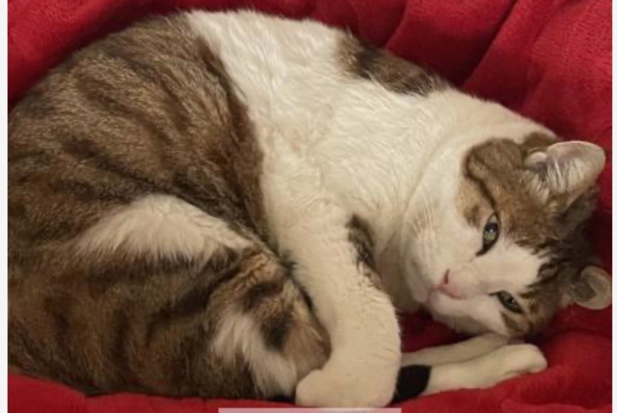 Disappearance alert Cat  Male , 14 years Plan-les-Ouates Switzerland