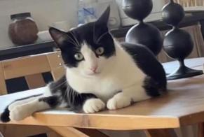 Disappearance alert Cat Male , 2 years Servion Switzerland