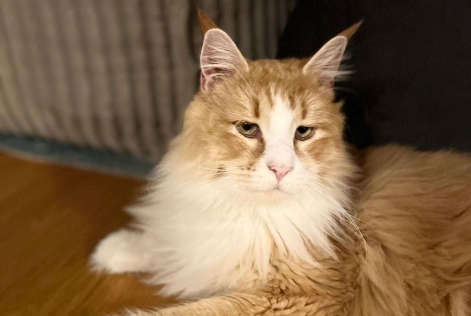 Disappearance alert Cat  Male , 2 years Burgdorf Switzerland