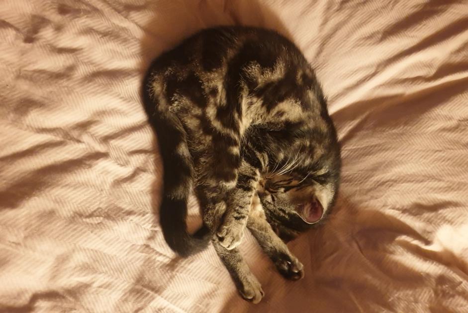 Disappearance alert Cat Female , 1 years Château-d’Œx Switzerland