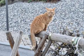 Disappearance alert Cat Male , 3 years Vétroz Switzerland