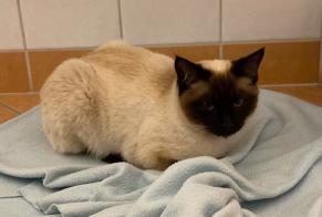 Disappearance alert Cat  Female , 5 years Le Mont-sur-Lausanne Switzerland