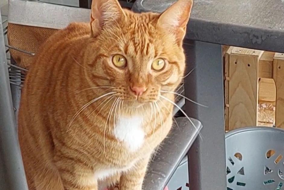 Disappearance alert Cat  Male , 2 years Ollon Switzerland