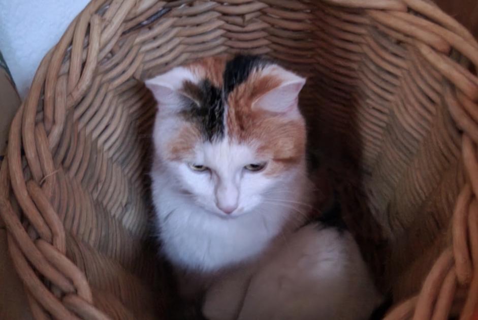 Disappearance alert Cat Female , 4 years Marly Switzerland