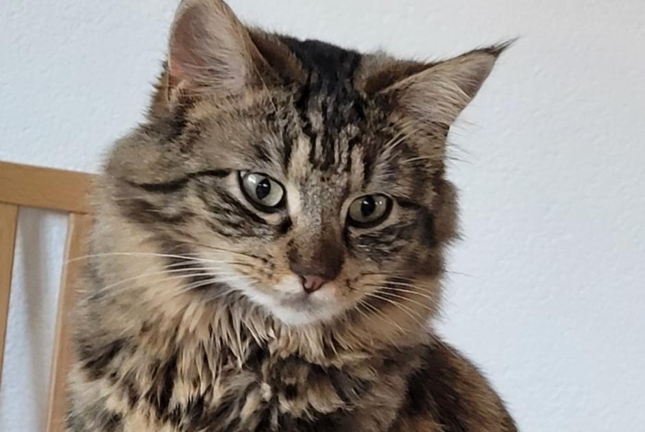 Disappearance alert Cat miscegenation Female , 4 years Corcelles-près-Payerne Switzerland