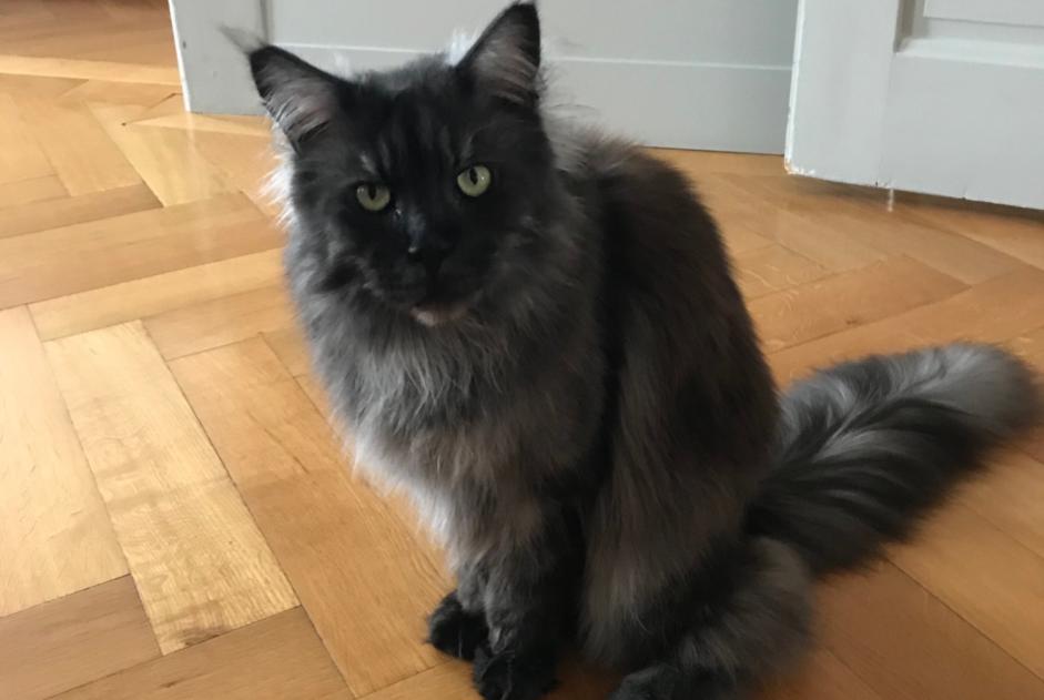 Alerta de Desaparición Gato  Hembra , 15 años Genève Suiza