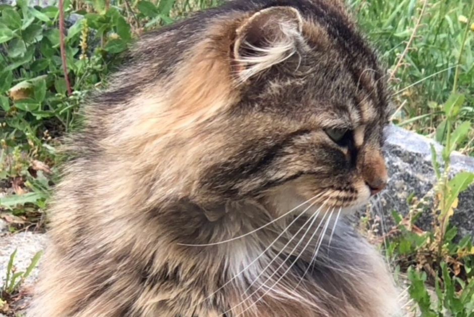 Alerta de Desaparición Gato cruce Macho , 8 años Versoix Suiza