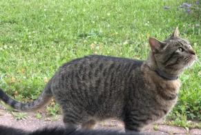 Alerta de Desaparición Gato cruce Macho , 11 años Cottens Suiza