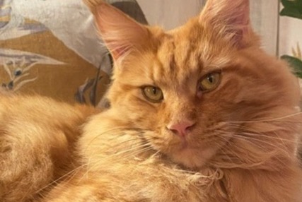 Alerta de Desaparición Gato  Macho , 4 años La Frette-sur-Seine Francia