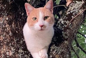 Alerta de Desaparición Gato  Macho , 2 años Vergt Francia