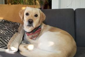 Alerta de Desaparición Perro  Macho , 4 años Fully Suiza