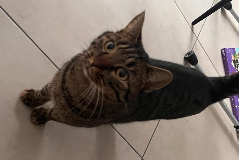 Alerta de Desaparición Gato Hembra , 4 años Oytier-Saint-Oblas Francia