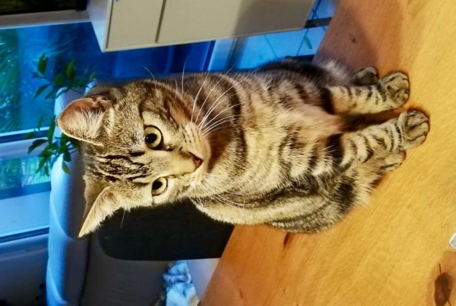 Alerta de Desaparición Gato  Hembra , 1 años Cornaux Suiza