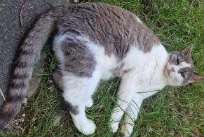 Alerta de Desaparición Gato  Hembra , 6 años Neuchâtel Suiza