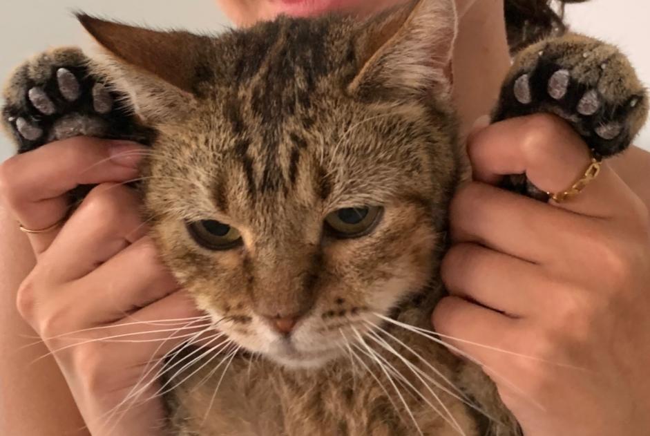 Alerta de Desaparición Gato cruce Macho , 4 años Villers-la-Ville Bélgica