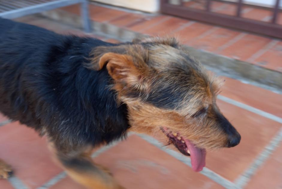 Alerta de Hallazgo Perro Macho Cabestany Francia