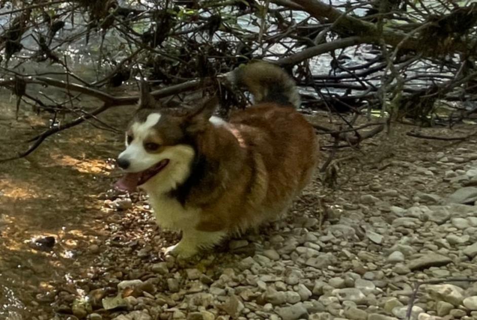 Alerta de Desaparición Perro  Macho , 5 años Péry-La Heutte Suiza