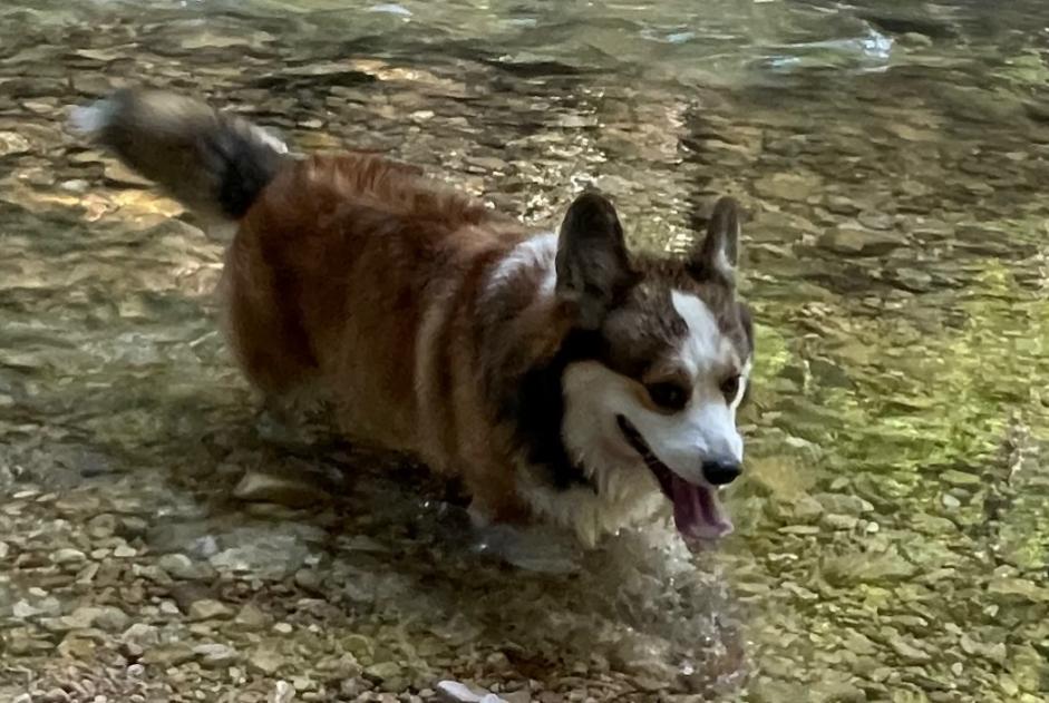 Alerta de Desaparición Perro  Macho , 5 años Péry-La Heutte Suiza