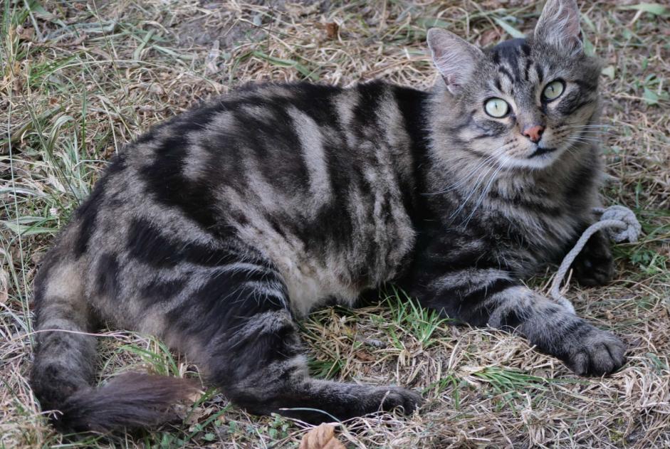 Alerta de Hallazgo Gato cruce Hembra Gigors-et-Lozeron Francia