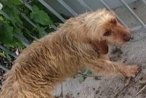 Alerta de Hallazgo Perro  Hembra Saint-Sauveur-Villages Francia