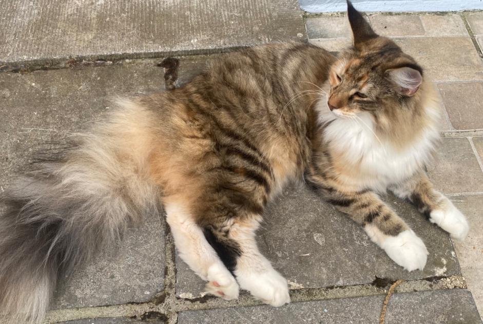 Alerta de Desaparición Gato  Hembra , 1 años Epalinges Suiza