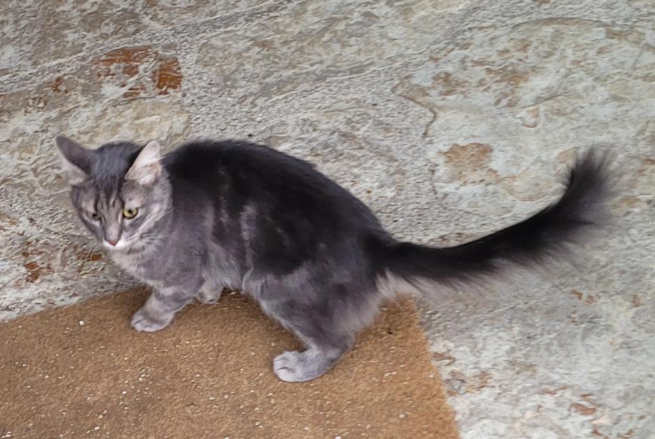 Alerta de Hallazgo Gato Desconocido Rochefort Suiza