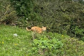 Alerta de Hallazgo Gato Desconocido Val-de-Ruz Suiza