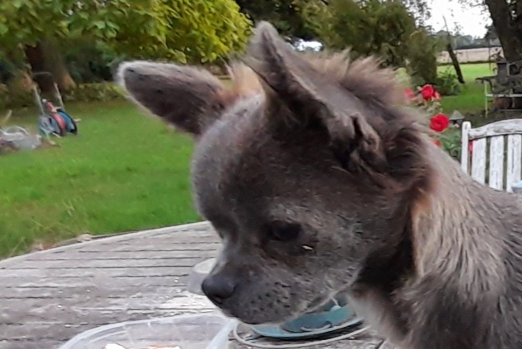 Alerta de Hallazgo Perro  Hembra Saint-Loup-des-Vignes Francia