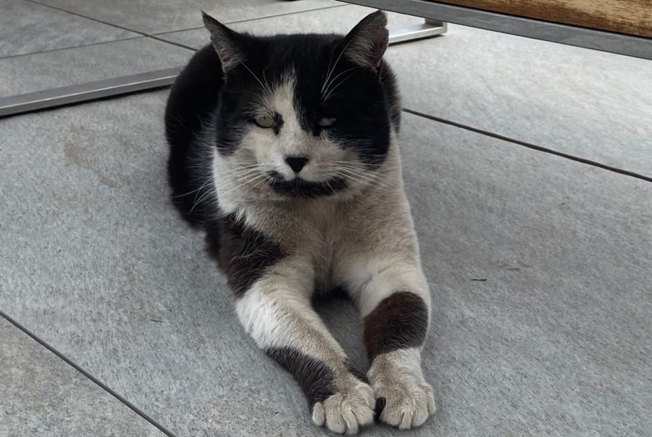 Alerta de Desaparición Gato Macho , 12 años Genolier Suiza