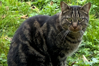 Alerta de Hallazgo Gato Desconocido Savigny Suiza