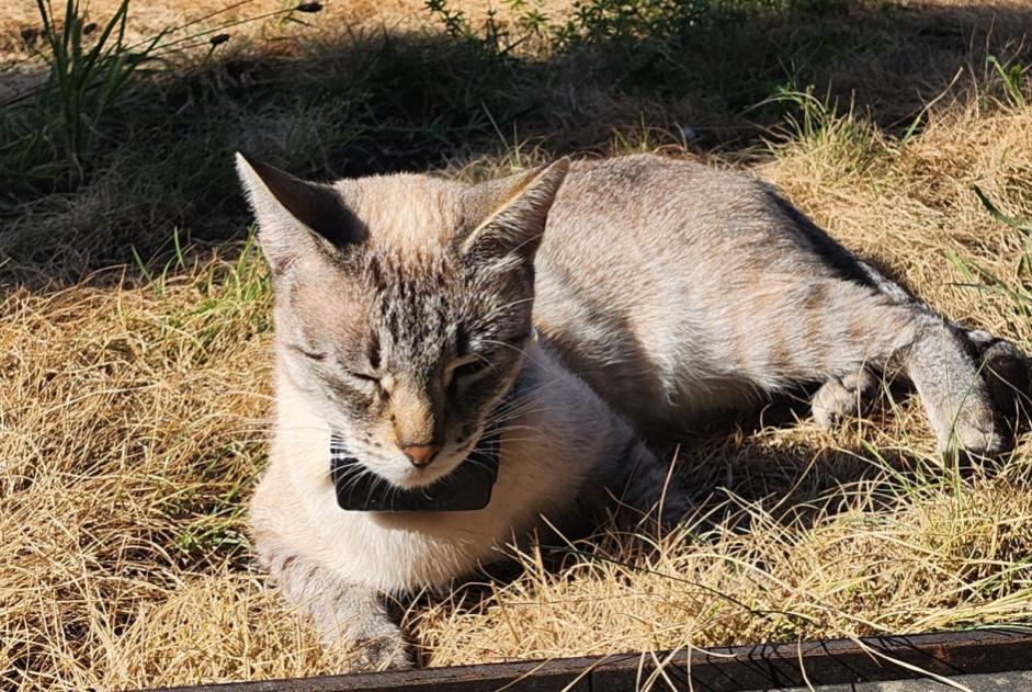 Alerta de Desaparición Gato Hembra , 3 años Montreux Suiza