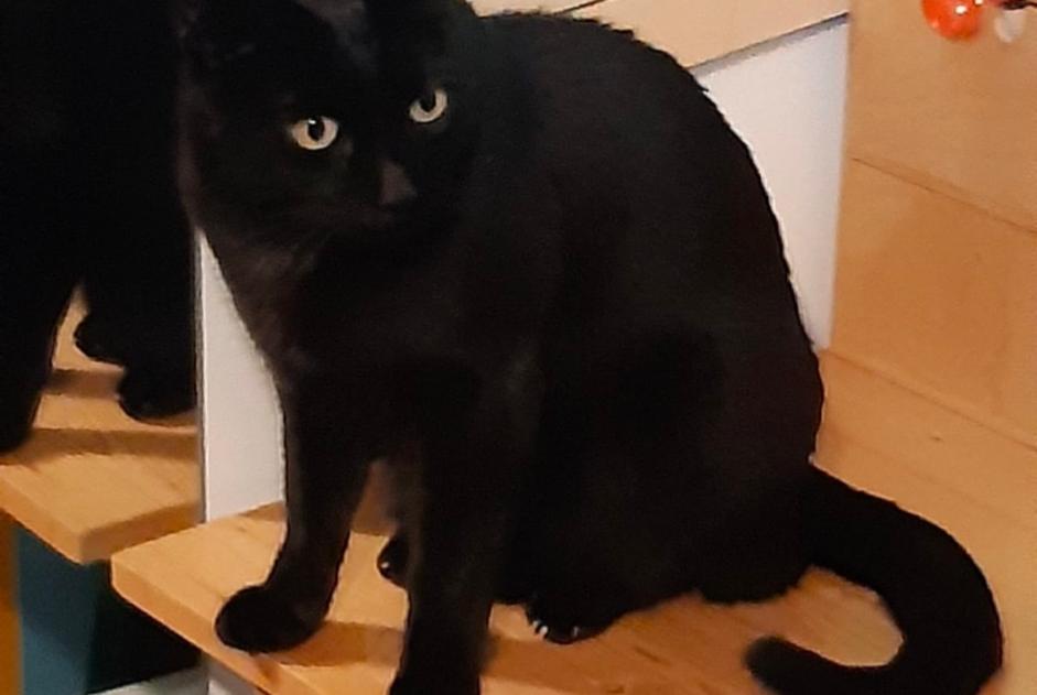 Alerta de Desaparición Gato Macho , 8 años Les Matelles Francia