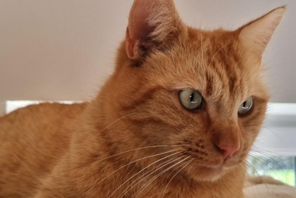 Alerta de Desaparición Gato Macho , 3 años Doucier Francia